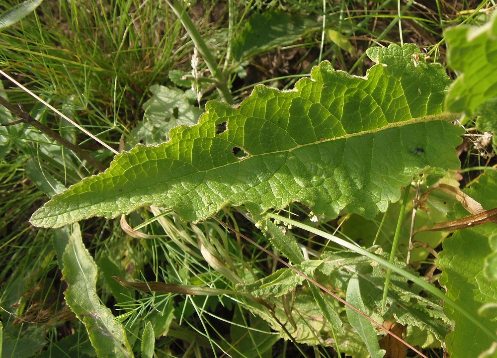 Image of Verbascum pyramidatum specimen.
