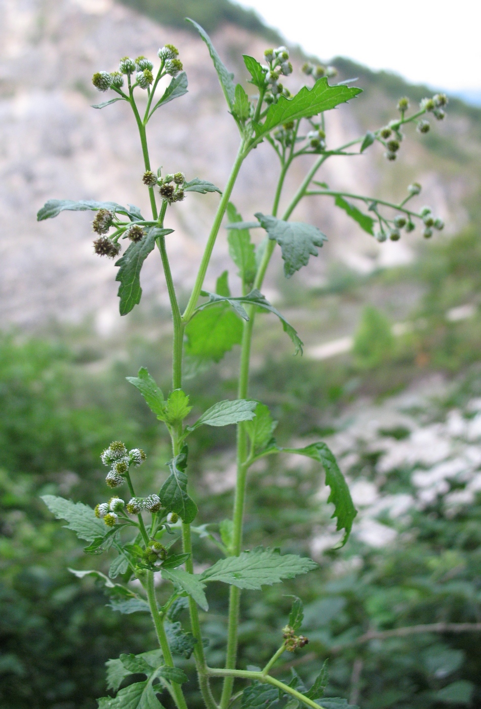 Image of Dichrocephala integrifolia specimen.