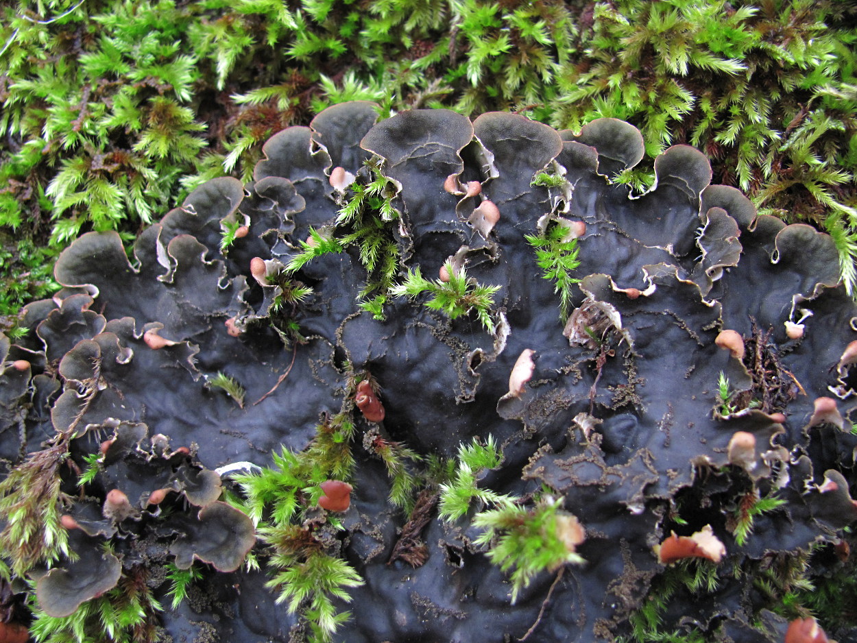 Image of Peltigera praetextata specimen.