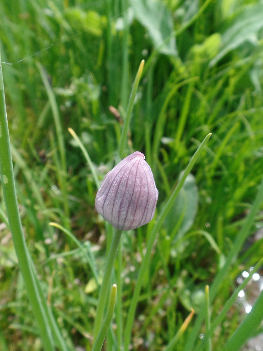 Image of Allium schoenoprasum specimen.