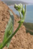 Camelina rumelica. Верхушка побега с бутонизирующим соцветием. Краснодарский край, Темрюкский р-н, мыс Железный Рог, обрывистый глинистый приморский склон. 01.05.2015.