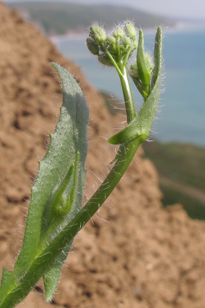 Изображение особи Camelina rumelica.