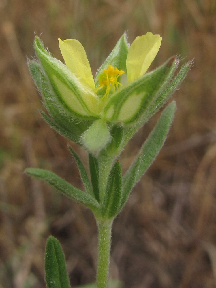 Изображение особи Helianthemum lasiocarpum.