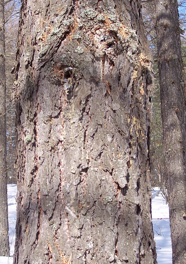 Image of Larix sukaczewii specimen.