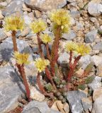Sedum ochroleucum