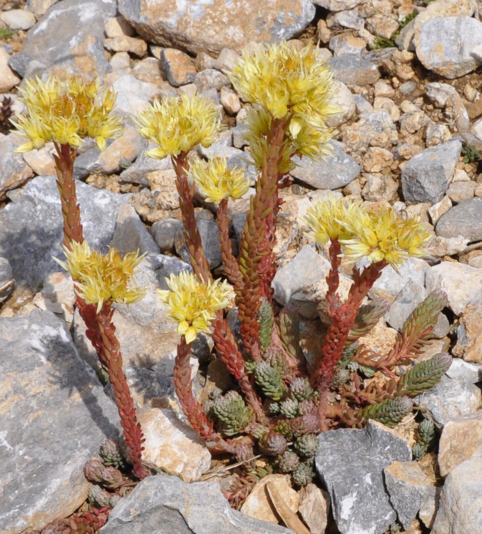 Image of Sedum ochroleucum specimen.