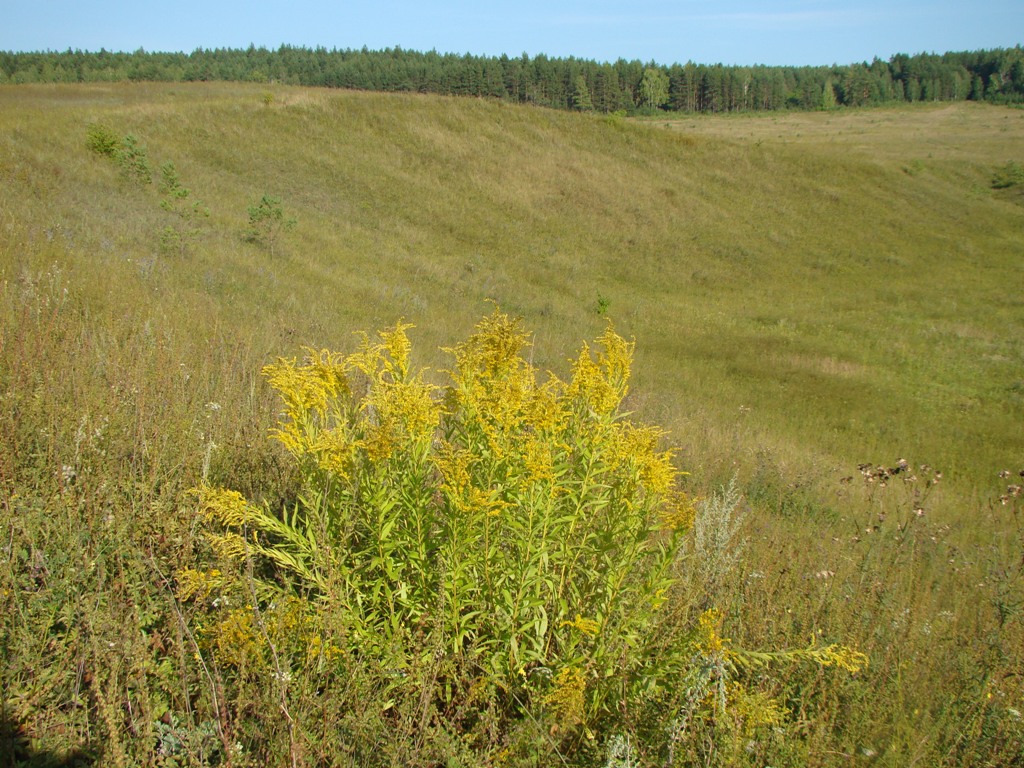 Изображение особи Solidago gigantea.