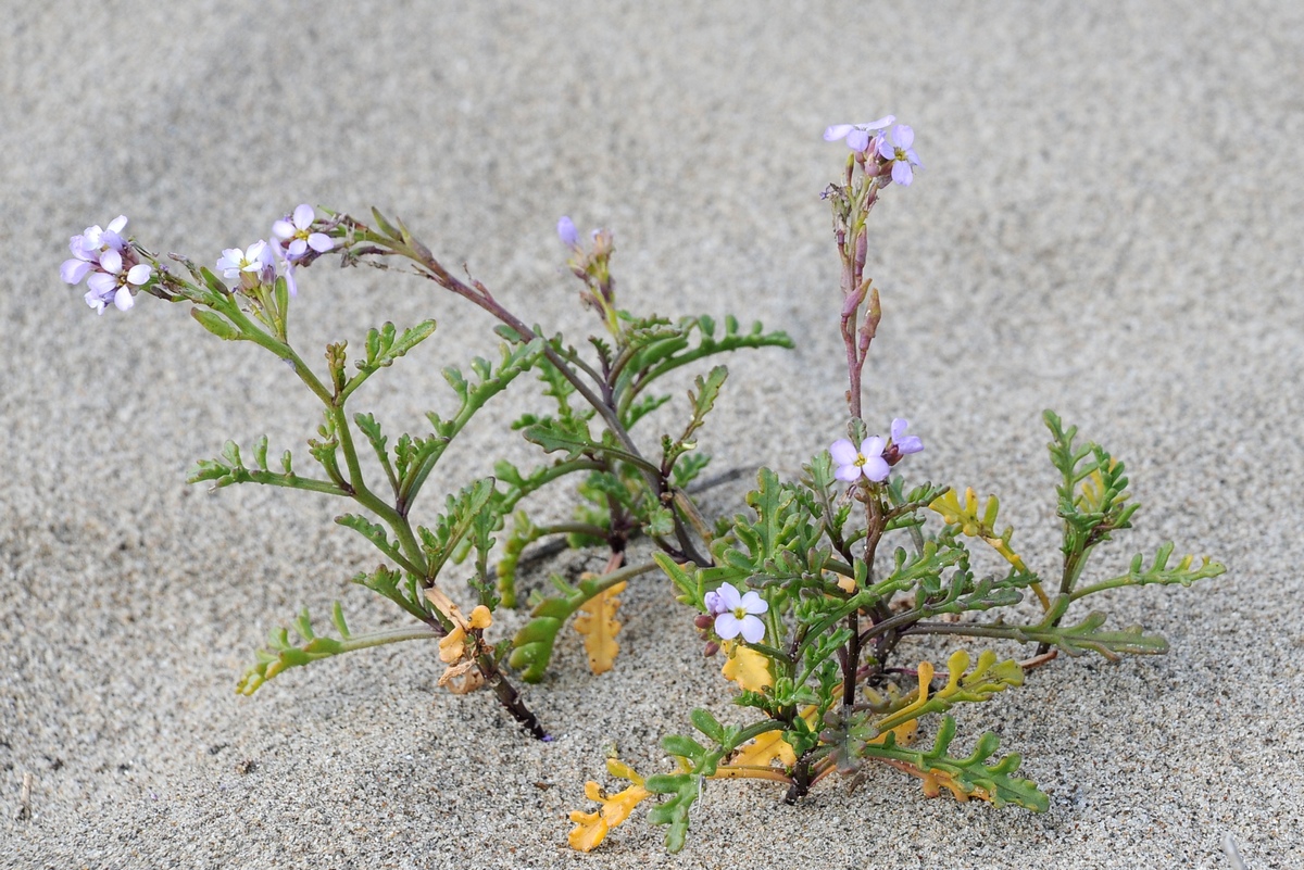 Image of Cakile maritima specimen.