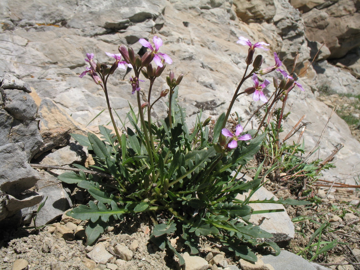 Image of Parrya australis specimen.