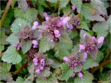 Lamium purpureum