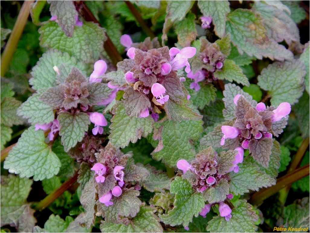 Изображение особи Lamium purpureum.