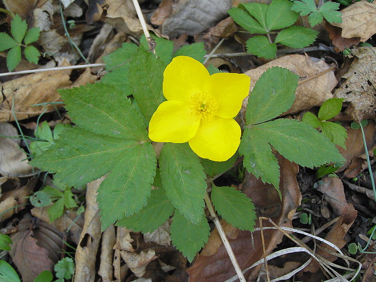 Image of Hylomecon vernalis specimen.