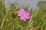 Primula patens