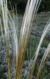 Stipa pulcherrima. Части распускающихся соцветий. Крым, окр. Судака, долина р. Ворон, гора Плакья, остепнённый склон. 18 мая 2017 г.