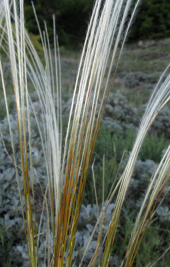 Image of Stipa pulcherrima specimen.