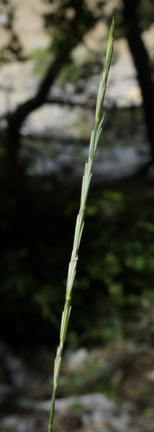 Изображение особи Elytrigia scythica.