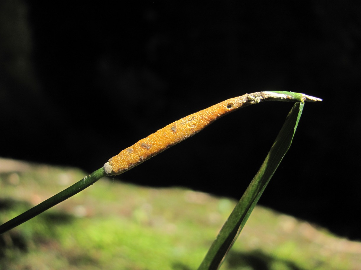 Image of Achnatherum virescens specimen.
