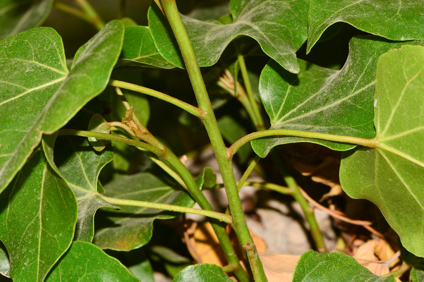 Image of Thespesia populnea specimen.