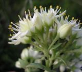 Image of taxon representative. Author is Владимир Свириденко