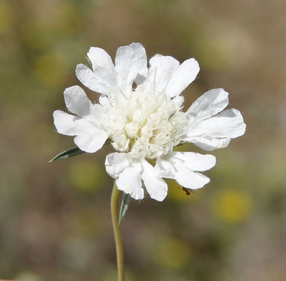 Image of Lomelosia argentea specimen.