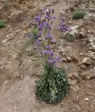 Centaurea graeca