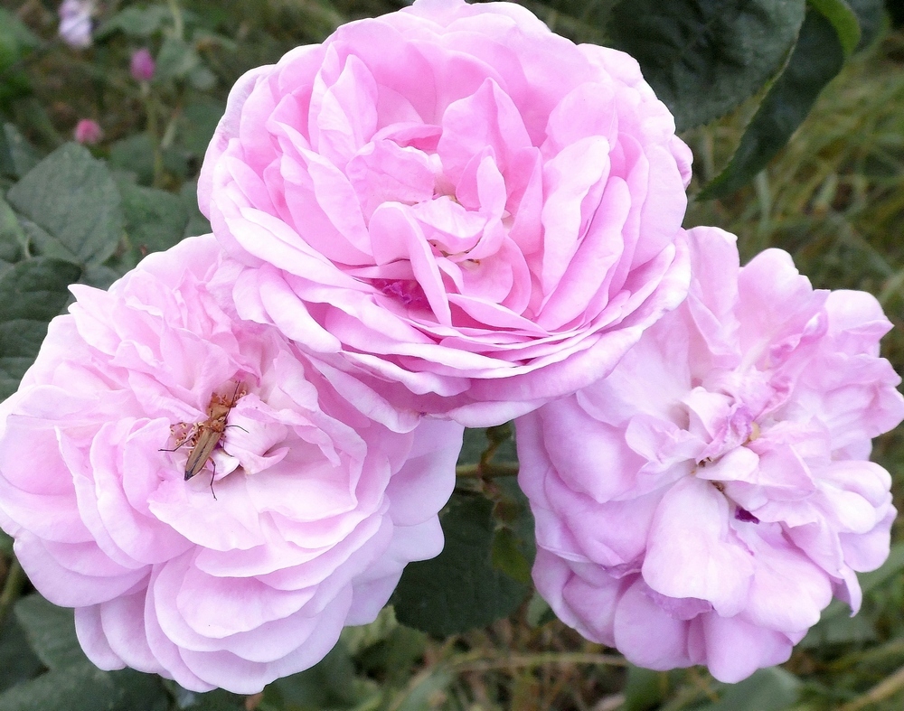 Image of Rosa centifolia specimen.