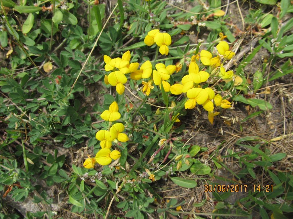 Image of Lotus corniculatus specimen.