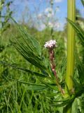 Valeriana officinalis