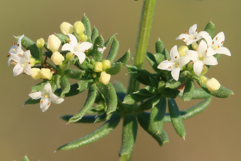Image of Galium humifusum specimen.