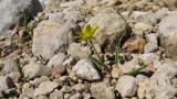 Ranunculus helenae