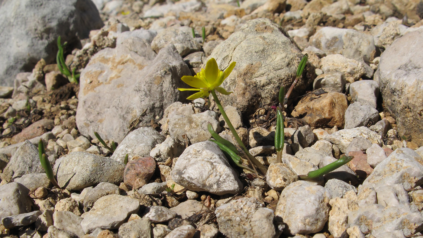 Image of Ranunculus helenae specimen.