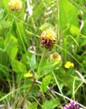 Trifolium rytidosemium