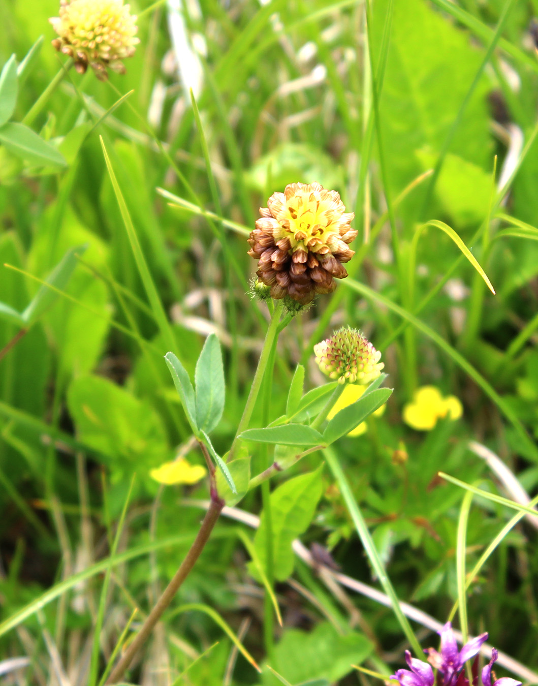Image of Trifolium rytidosemium specimen.