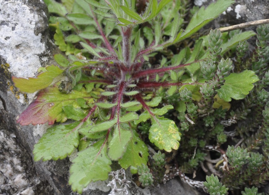 Изображение особи семейство Dipsacaceae.