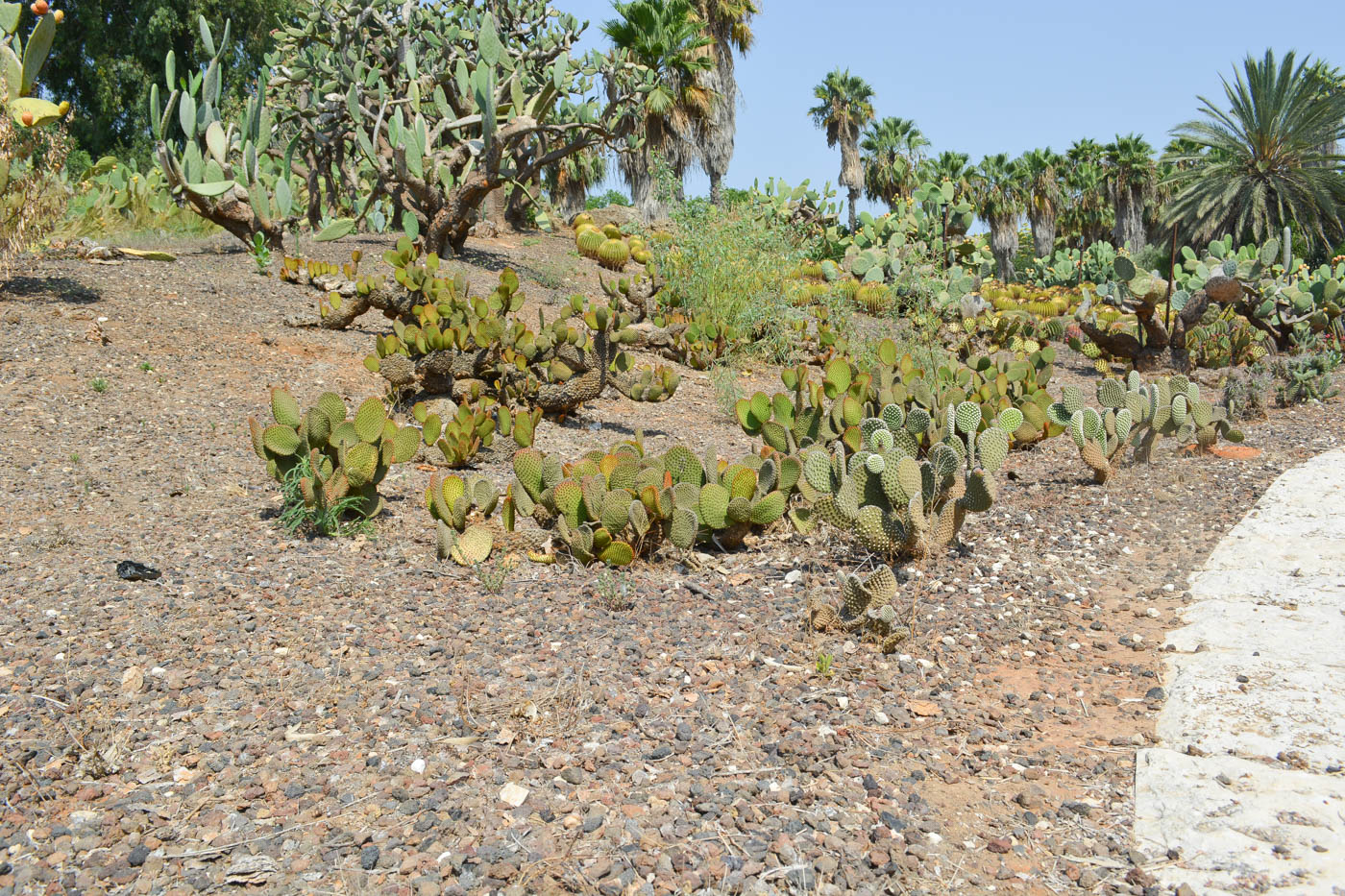 Изображение особи Opuntia aciculata.