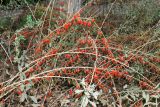 Lycium barbarum