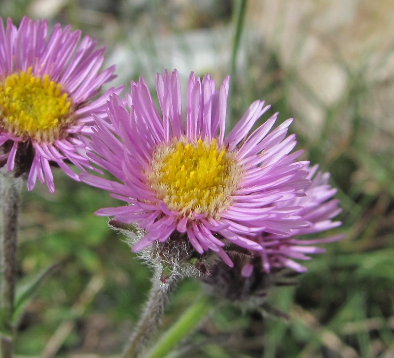 Image of Erigeron caucasicus specimen.