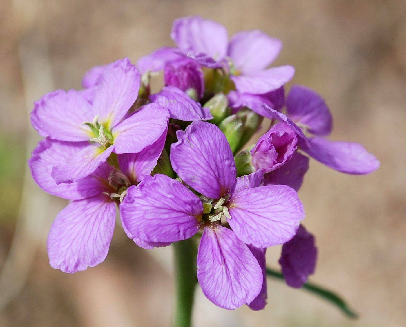 Изображение особи Erysimum cyaneum.