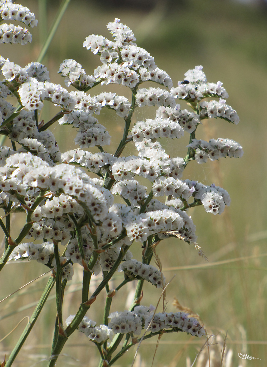 Image of Goniolimon dschungaricum specimen.