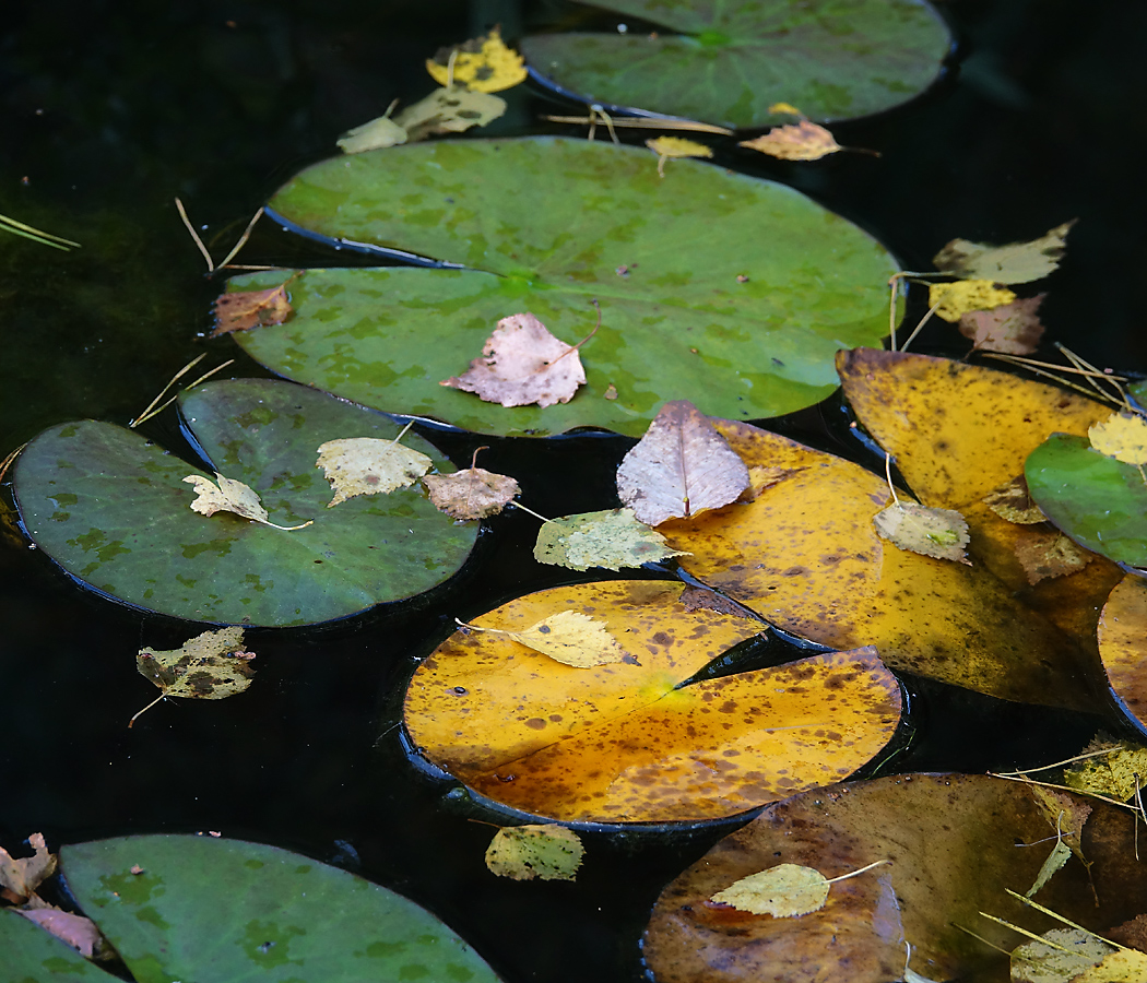 Image of Nymphaea candida specimen.