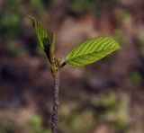 Frangula alnus. Верхушка побега с молодыми, развивающимися листьями. Пермский край, г. Пермь, Кировский р-н, опушка в смешанном лесу. 27.05.2017.