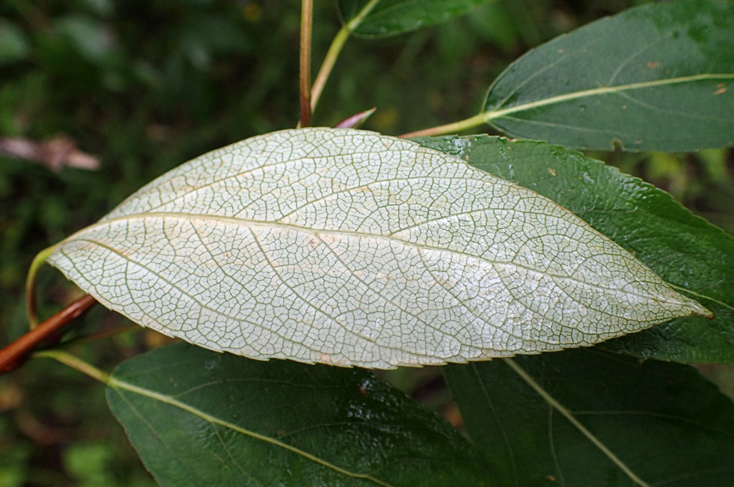 Изображение особи Populus suaveolens.