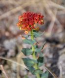 Rhodiola rosea. Верхушка побега с соплодием. Монголия, аймак Архангай, вулкан Хорго, ≈ 2400 м н.у.м., каменистый склон. 06.06.2017.