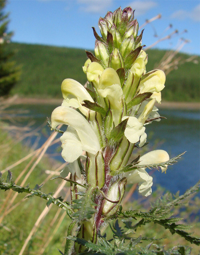 Image of Pedicularis venusta specimen.