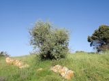 Crataegus aronia. Цветущее растение. Израиль, Голанские высоты (северная част), лес Одем у перекрёстка Тель Кеца, выс. 1058 м н. у. м. 07.05.2015.