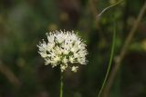 Allium flavescens