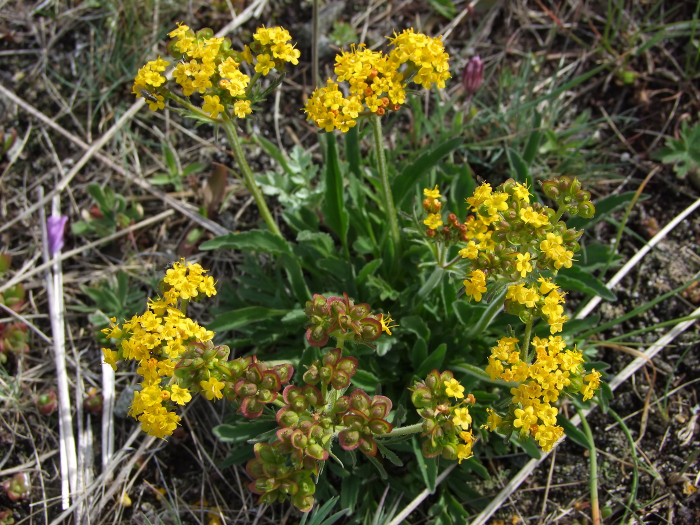 Image of Patrinia sibirica specimen.