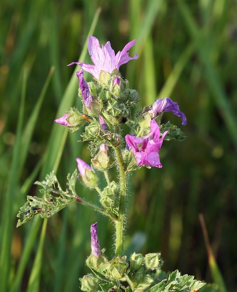 Image of Malva sylvestris specimen.