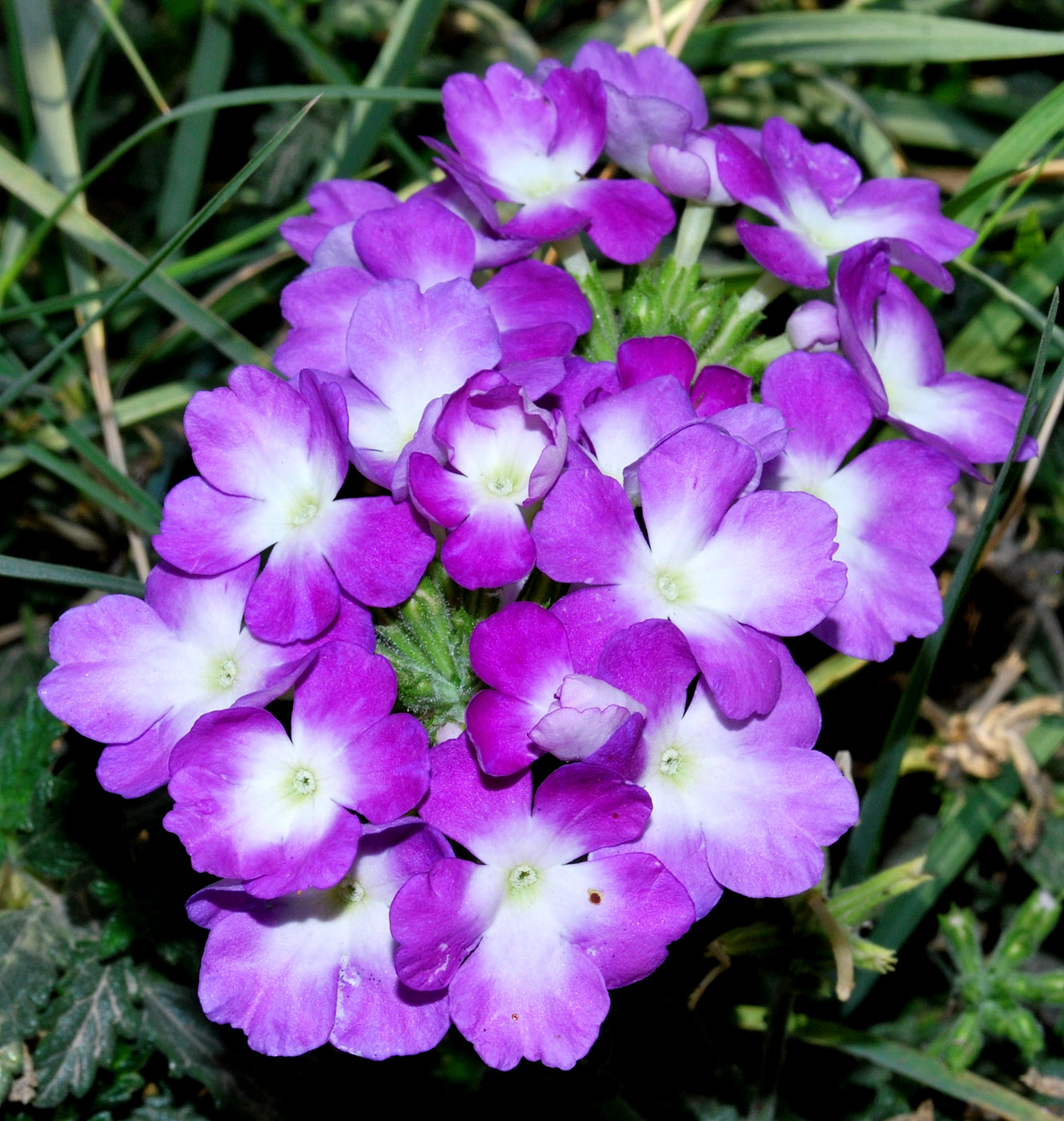 Image of Glandularia &times; hybrida specimen.