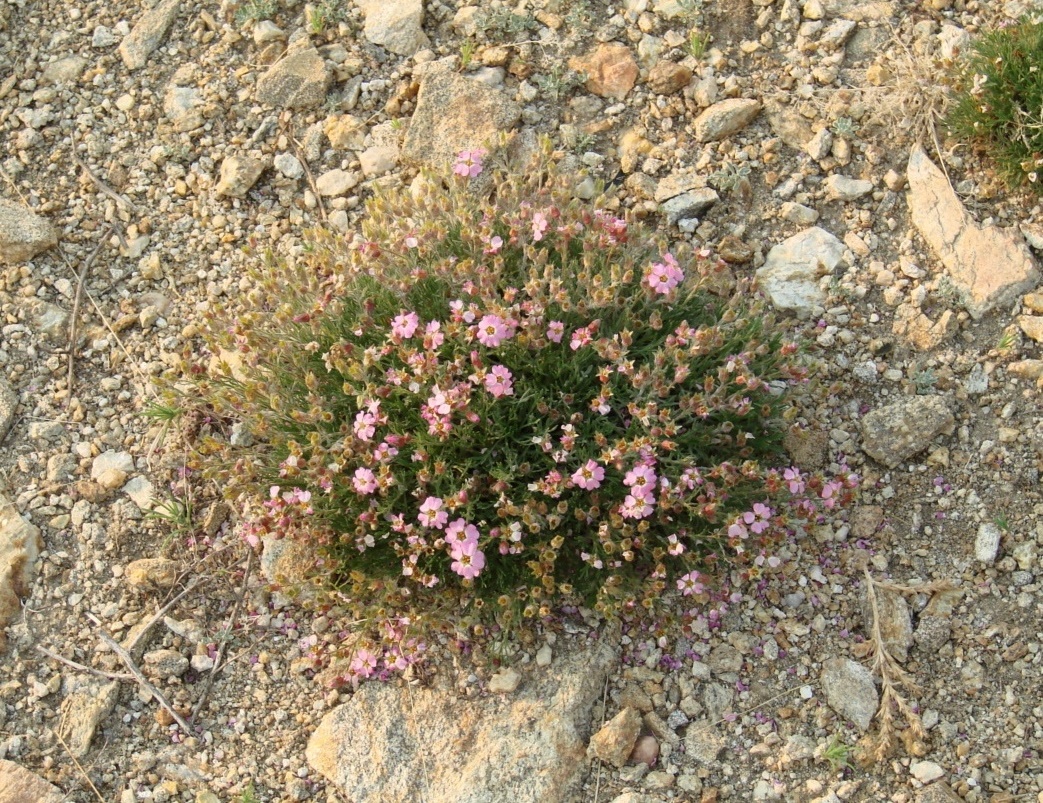 Image of Chamaerhodos altaica specimen.